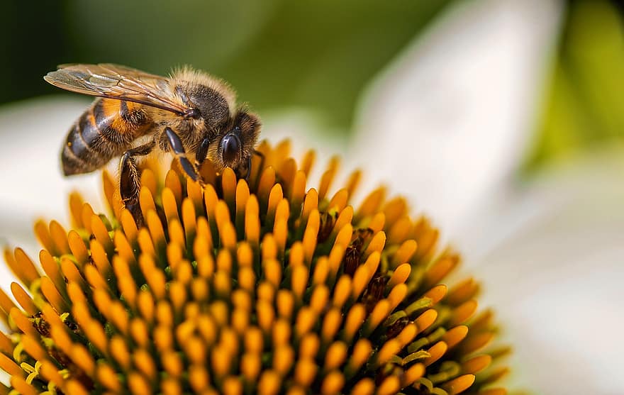 ミツバチ、花、受粉、蜂、マクロ、昆虫、咲く、自然、閉じる、黄、夏