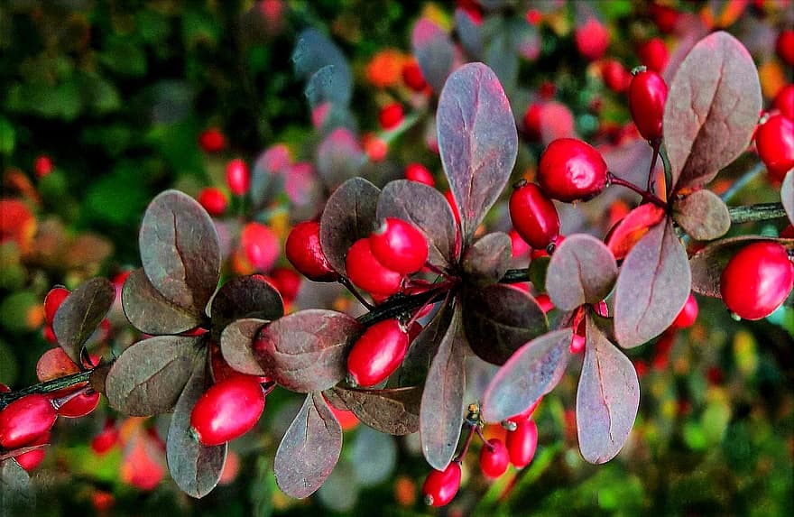 Barberry, Berries, Plant, Red Berries, Red Fruits, Leaves, Foliage, Branch, Tree, Nature, Fall