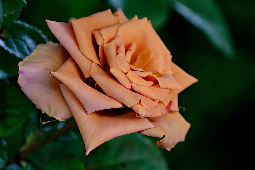 rosa, rosa arancione, fiore d'arancio, giardino, fiore, flora, natura, foglia, avvicinamento, pianta, petalo