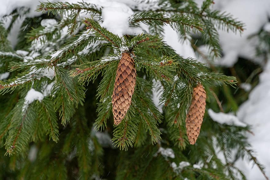 冬、霜、トウヒ、松葉、自然、針葉樹、木、閉じる、ブランチ、松の木、森林