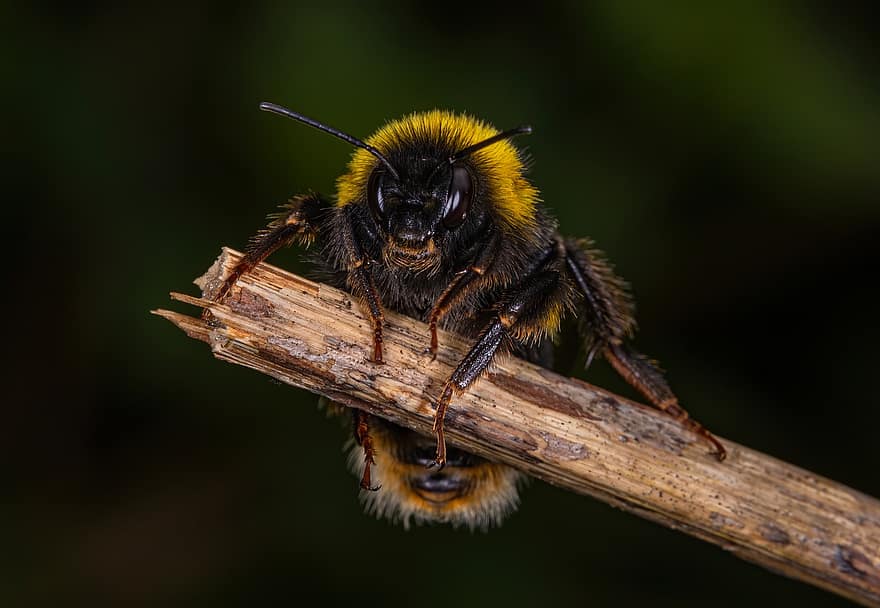 бджола, комаха, дерево, медоносна бджола, тварина, природи