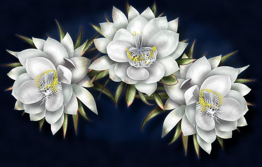 кралица на нощта, бели цветя, разкошен, нощ, кактус, Латинска Америка, ядивен, растение, тапети, заден план, в пълен разцвет