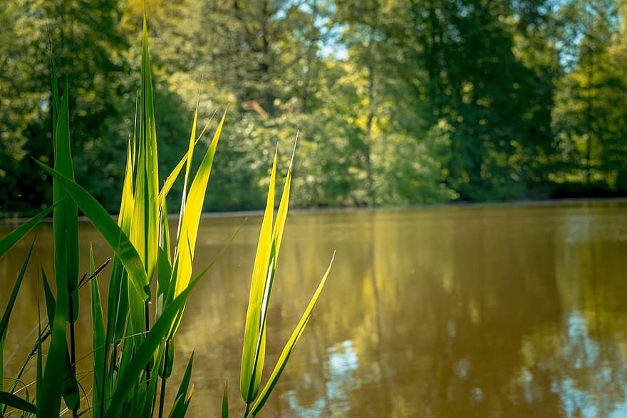 Reed, Pond, Nature, Landscape, Plant, Leaves, green color, summer, leaf, grass, water