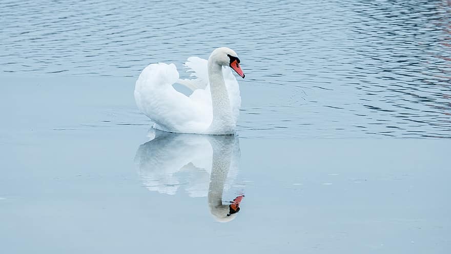 Swan, Lake, Reflection, White Swan, Bird, Waterfowl, Water Bird, Aquatic Bird, Animal, Calm, Melancholy