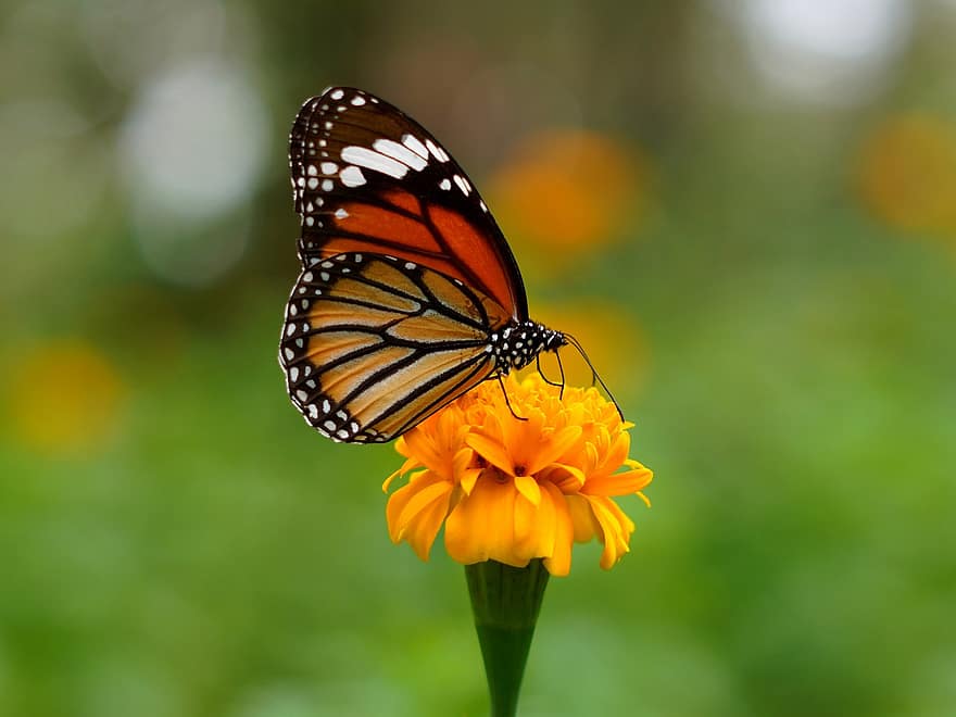 fluture, fluture tigru comun, floare, insectă, aripi, plantă, a închide, multi colorate, galben, vară, Culoarea verde