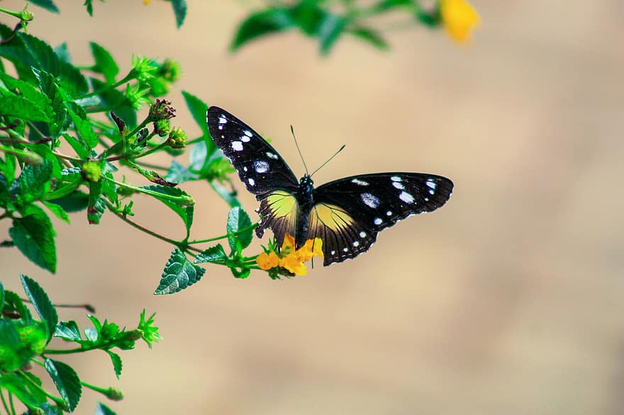 owad, motyl, Karmazynowa Łatka, entomologia, skrzydełka, zapylanie, kwiat, kwitnąć, zbliżenie, wielobarwne, zielony kolor