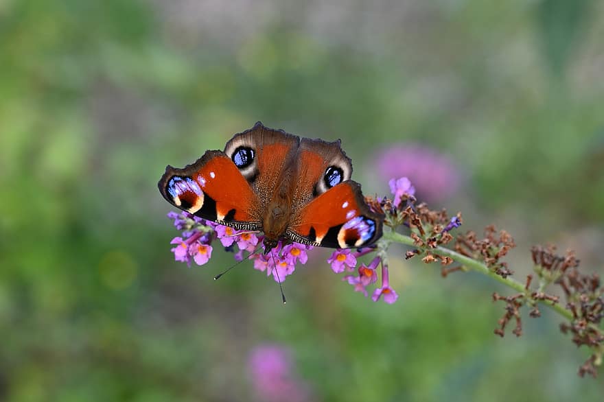 나비, 꽃들, 수분, 곤충, 날개 달린 곤충, 나비 날개, 꽃, 플로라, 동물 상, 자연, 닫다