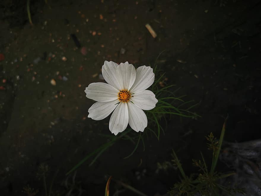 stokrotka, kwiat, biały kwiat, płatki, białe płatki, kwitnąć, flora, roślina, zbliżenie, lato, płatek