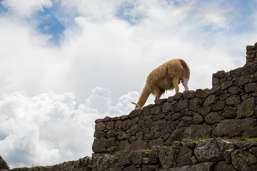 Machu Picchu, lama, niebo, chmury, Natura