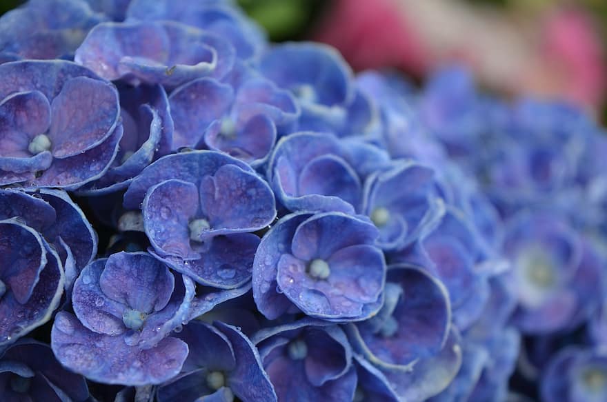 hortenzija, ziedi, rasas pilieni, zilā hortenzija, zili ziedi, zied, zieds, flora, augu, raksturs