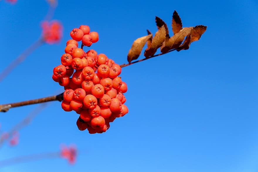 nature, rowan, autumn, leaf, outdoors, plant, branch, close-up, summer, tree, blue