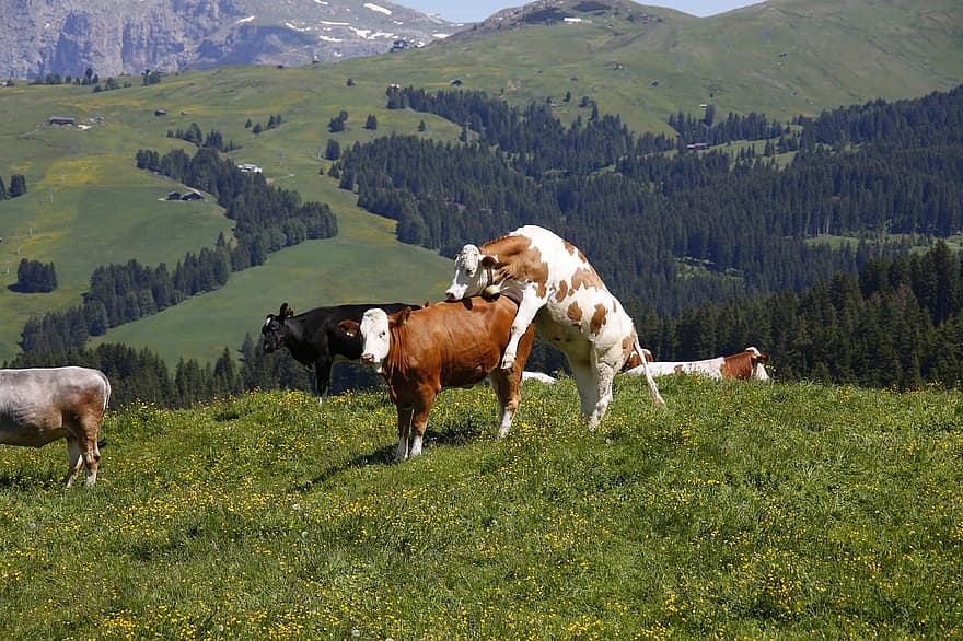alm, krowa, łąka, alpejska łąka, przeżuwacz, wypasać, południowy tyrol, górskie łąki, krowy mleczne, Natura, góry