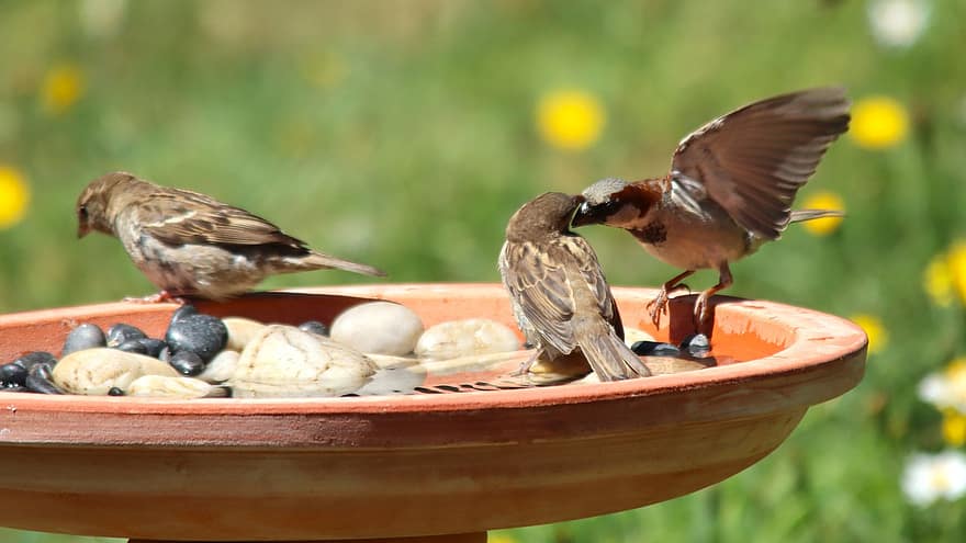 Sparrows, Birds, Perched, Animals, Feathers, Plumage, Beaks, Bills, Bird Watching, Ornithology, Animal World