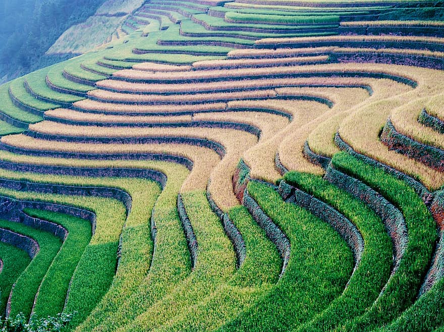 viagem, arroz, Campos de arroz maduro, campos terraced, mu cang chai