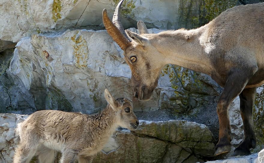 cabra salvatge, noi, animals, Cabres salvatges, vida salvatge, animal jove, mamífers, naturalesa, zoo, Langenberg