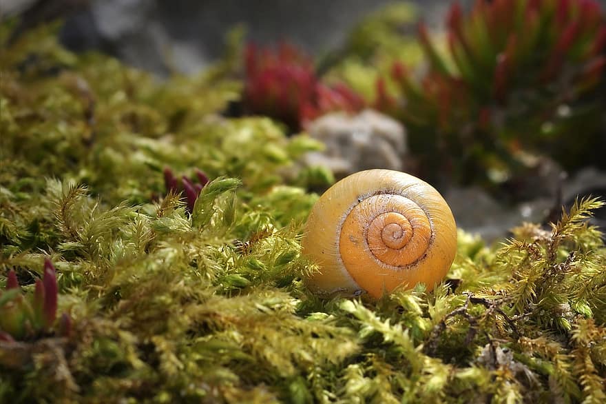 Snail, Moss, Forest, Nature, Shell, close-up, green color, macro, spiral, plant, mollusk