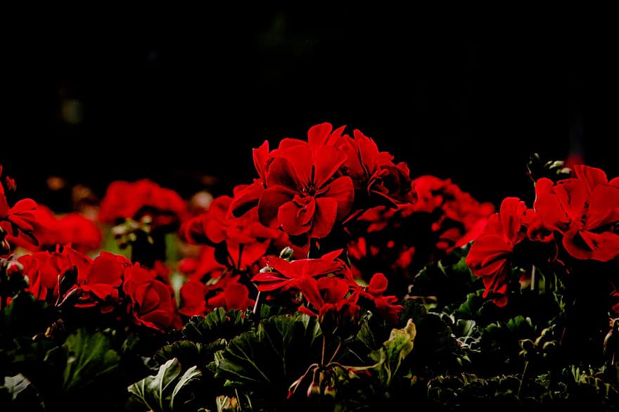 फूल, लाल फूल, मैदान, लाल रंग के फूल, फूल का खिलना, वसंत, प्रकृति