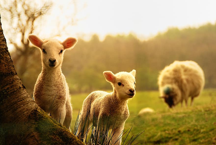 羊、子羊