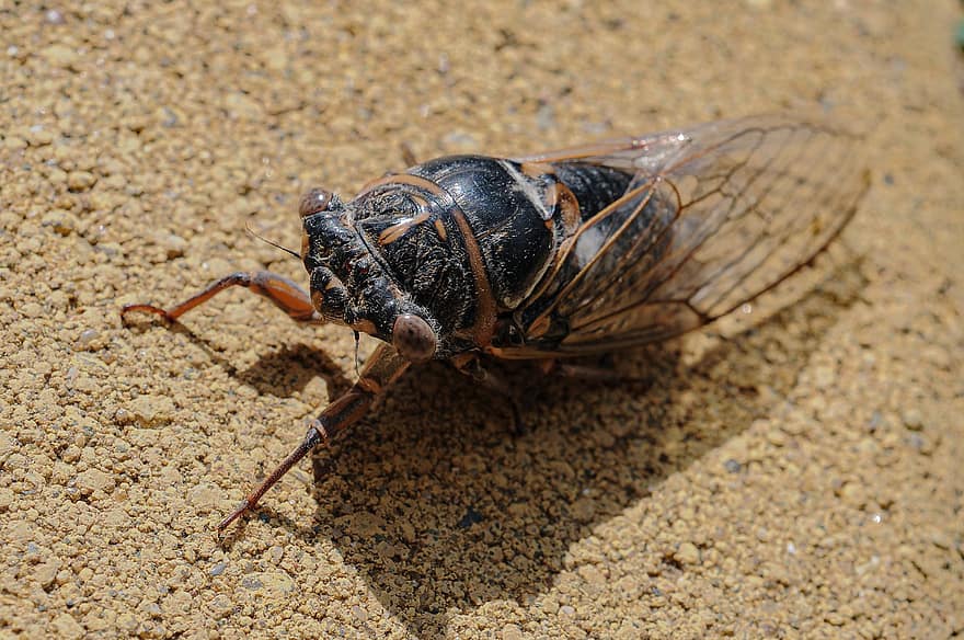 cicada, kukaiņi, dzīvnieku, Tibicina, raksturs