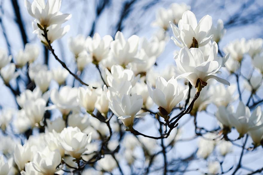 las flores, magnolia, floración, flor, naturaleza, Japón, paisaje, blanco, planta, primavera, cabeza de flor