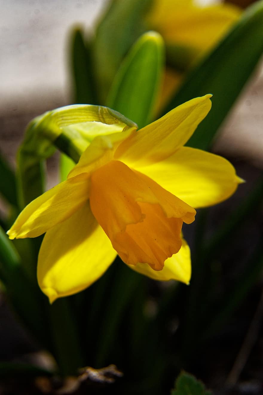 Daffodil, Flower, Plant, Nature, Macro, Yellow Flower, Bloom, Flora, close-up, yellow, leaf