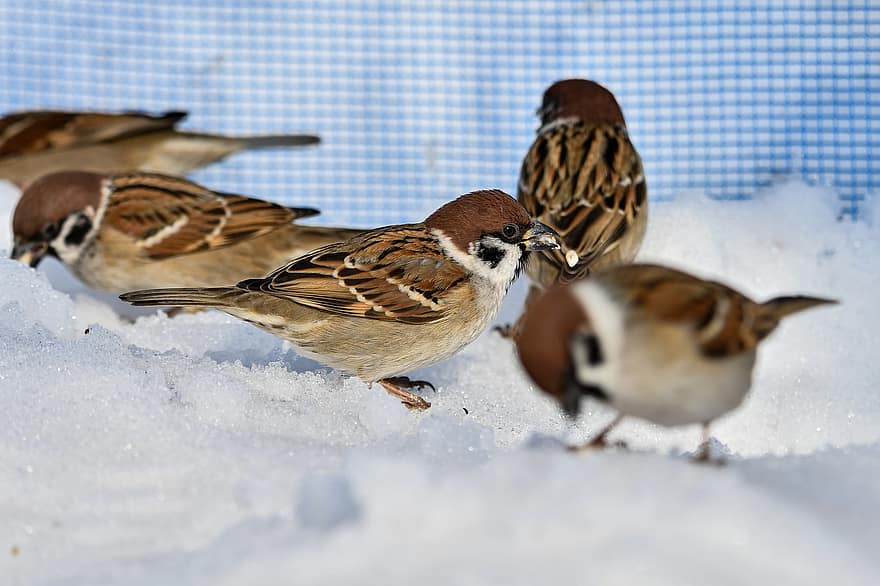 Bird, Sparrow, Snow, Winter, beak, animals in the wild, feather, close-up, bird watching, small, focus on foreground