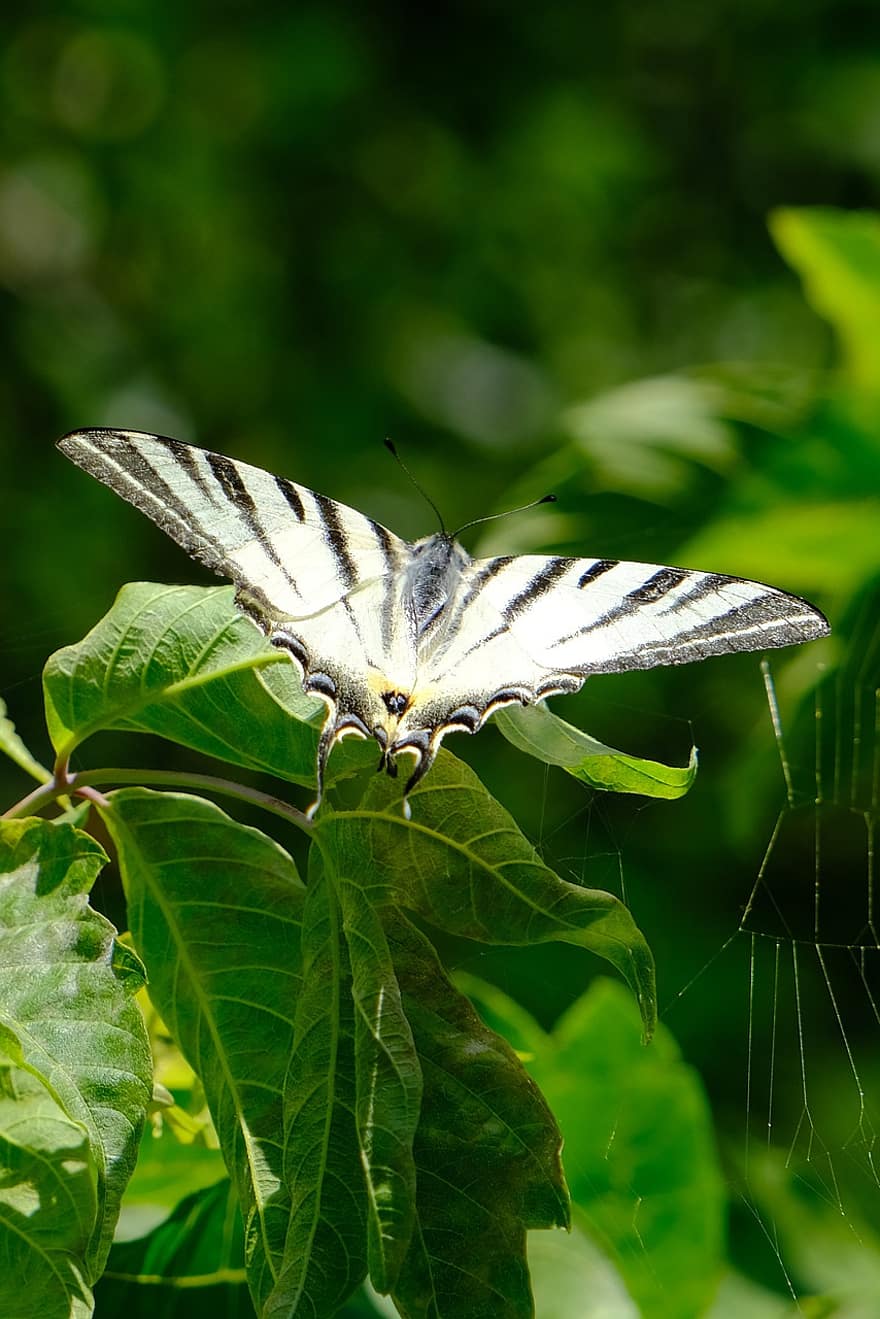otakárek butterfly, motýl, hmyz, detail, zelená barva, makro, letní, vícebarevné, rostlina, list, zvířecí křídlo