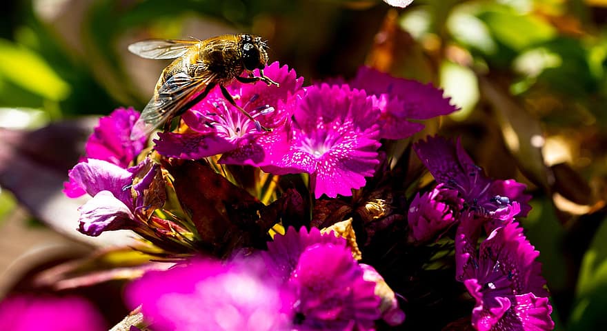 roz flori, a zbura, polenizare, insectă, natură, macro