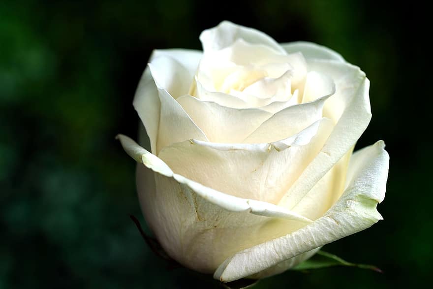 Роза, цветок, завод, белая роза, белый цветок, лепестки, цветение, природа