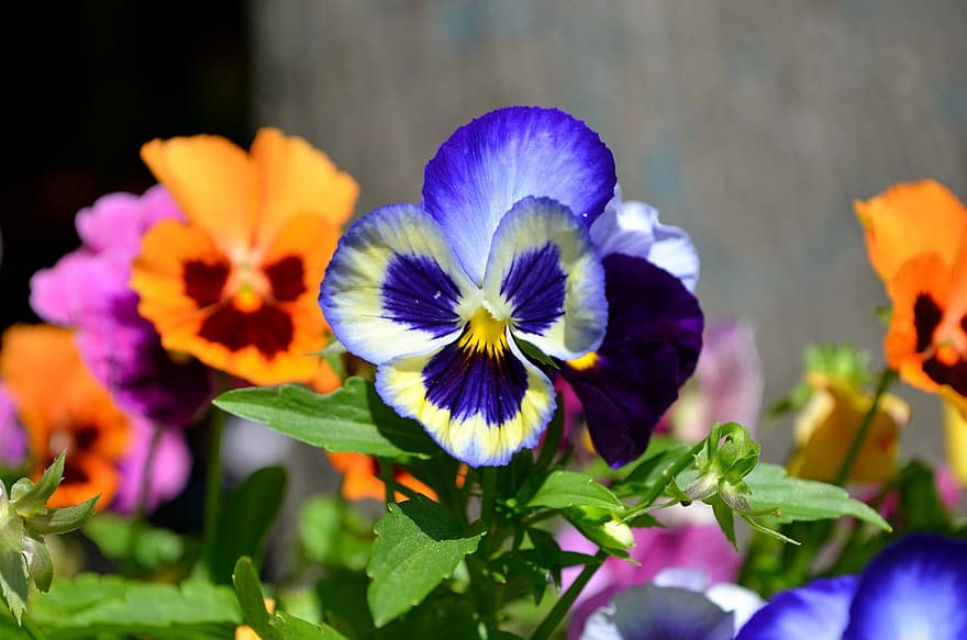 Blume, Viola, Botanik, Pflanze, violett, blühen