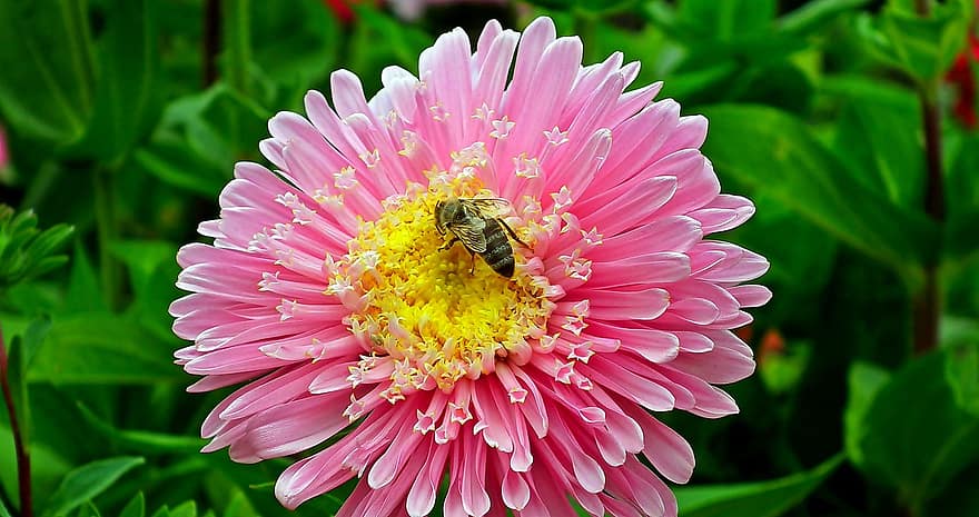 комаха, бджола, ентомологія, запилення, айстри, квітка, сад