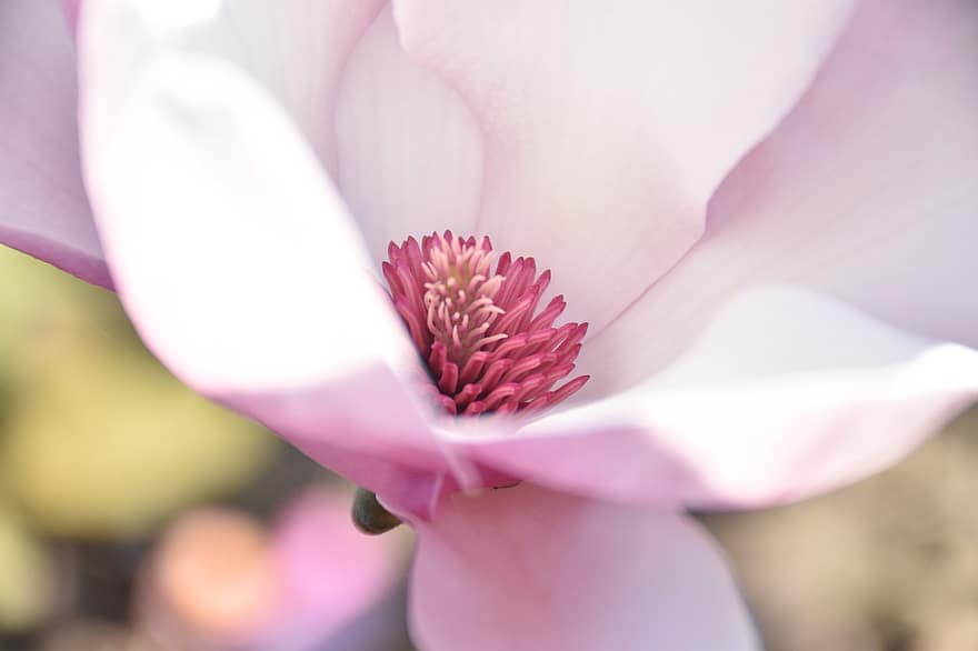 südliche Magnolie, Blume, Pflanze, Blütenblätter, Loblolly Magnolia, blühen, Garten, Natur, Nahansicht