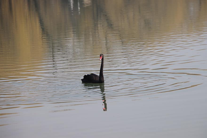 Swan, Bird, Pond, Black Swan, Water Bird, Aquatic Bird, Wading, Water, Animal, Fauna, Lake
