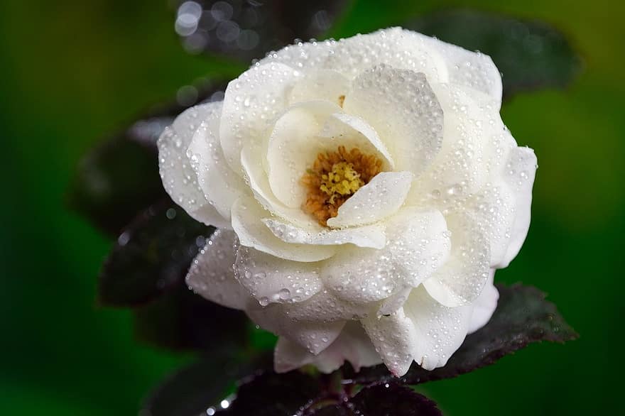 Trandafir, floare, Trandafir alb, rouă, picături de rouă, a crescut floare, petale, petale de trandafir, a inflori, inflori, floră