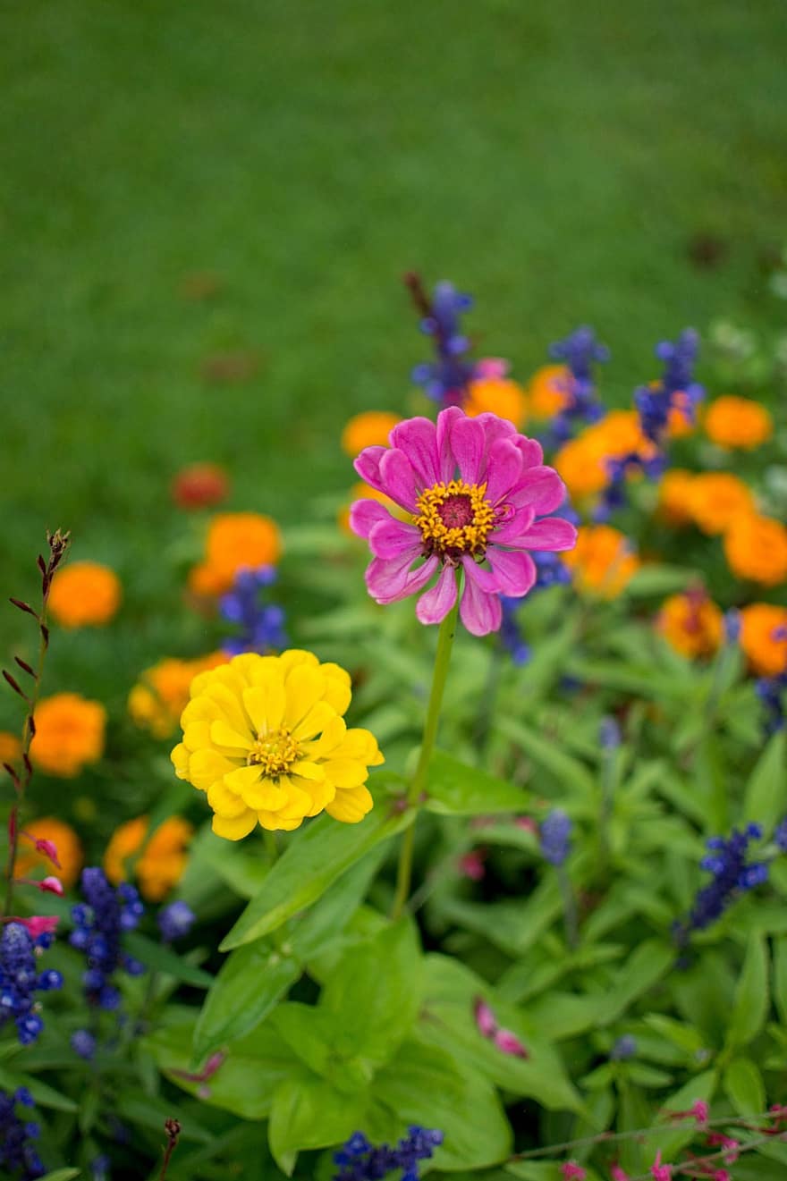 ziedi, raksturs, zieds, zied, dārzs, ziedlapiņām, botānika, vasarā, augu, tuvplāns, daudzkrāsains