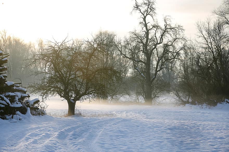 träd, snö, fält, trän, skog, bara träd, snö fält, rimfrost, snöig, vintrig, winters