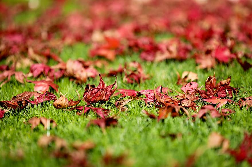 авар, листья, листва, трава, кленовый, Кленовый зеленый, осень, природа, дерево, японский клен