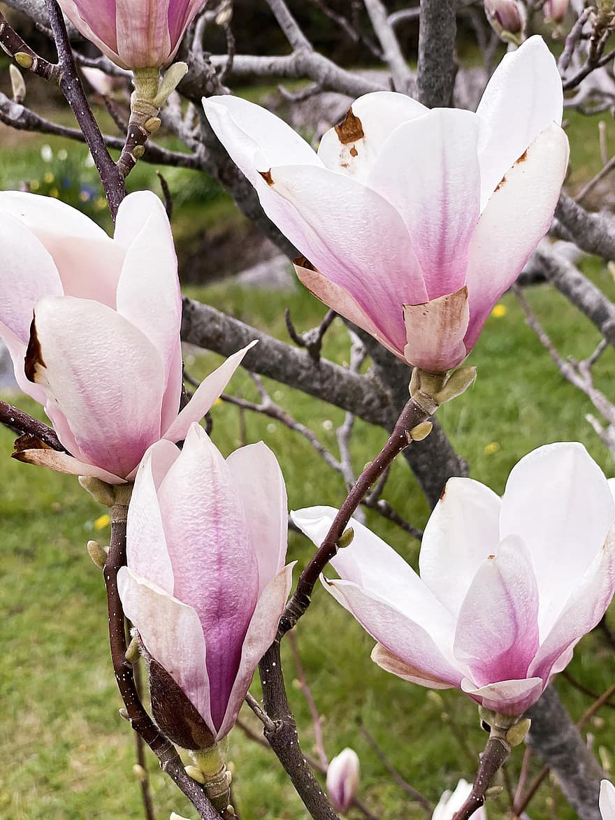 bunga-bunga, magnolia, musim semi, mekar, berkembang, botani