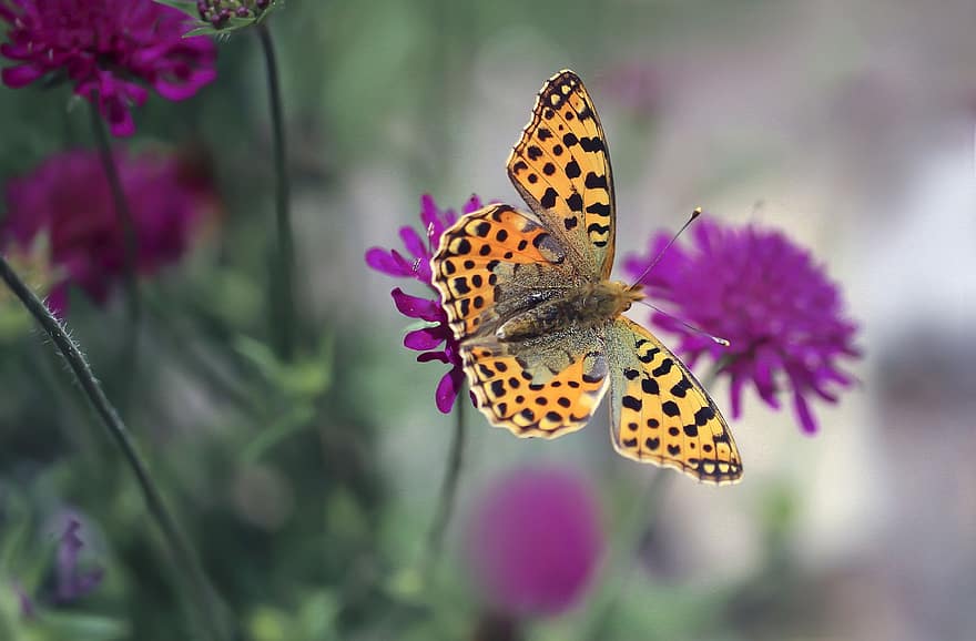 donkergroene parelmoervlinder, bestuiving, bloemen, vlinder, insect, tuin-, detailopname, multi gekleurd, bloem, zomer, macro