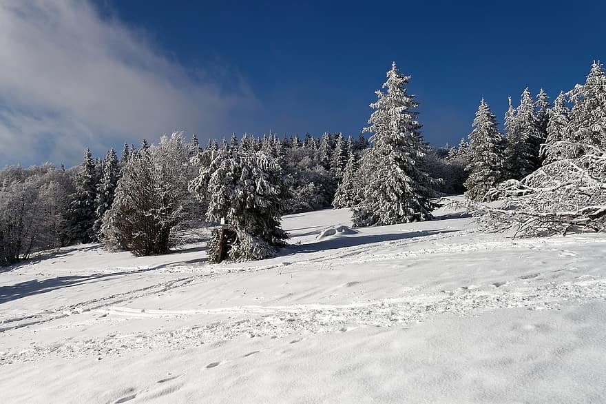 Vosges, skog, snø, vinter, grantrær, natur, landskap, tre, fjell, blå, årstid