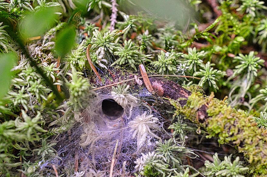 Spider Web, Moss, Lichen, Wood, Plant, Cobweb, Web, Forest, Nature
