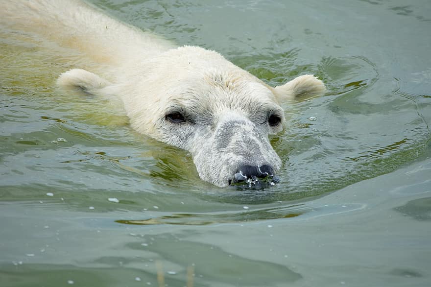 lední medvěd, voda, plavání, plavání medvěd, bílý medvěd, dravec, volně žijících živočichů, divoké zvíře, zvíře, savec, živočišného světa