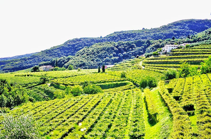 Vinhedo, colinas, campo, plantação, videiras, viticultura, Fazenda, Itália, valpolicella, aldeia, rural