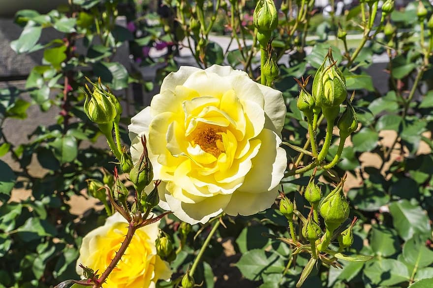 Roses, Yellow Roses, Yellow Flowers, Flowers, Garden, Nature