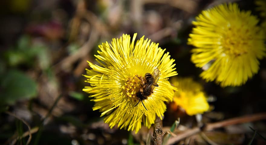蜂、昆虫、はちみつ、蜜、花粉、ミツバチ、自然、受粉、昆虫の世界、閉じる、フラワーズ