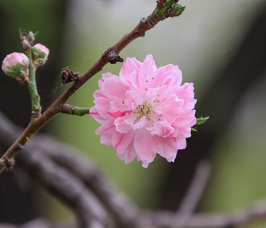 floare de piersic, floare, copac, plantă, ramură, floare roz, floare de primavara, primăvară, natură