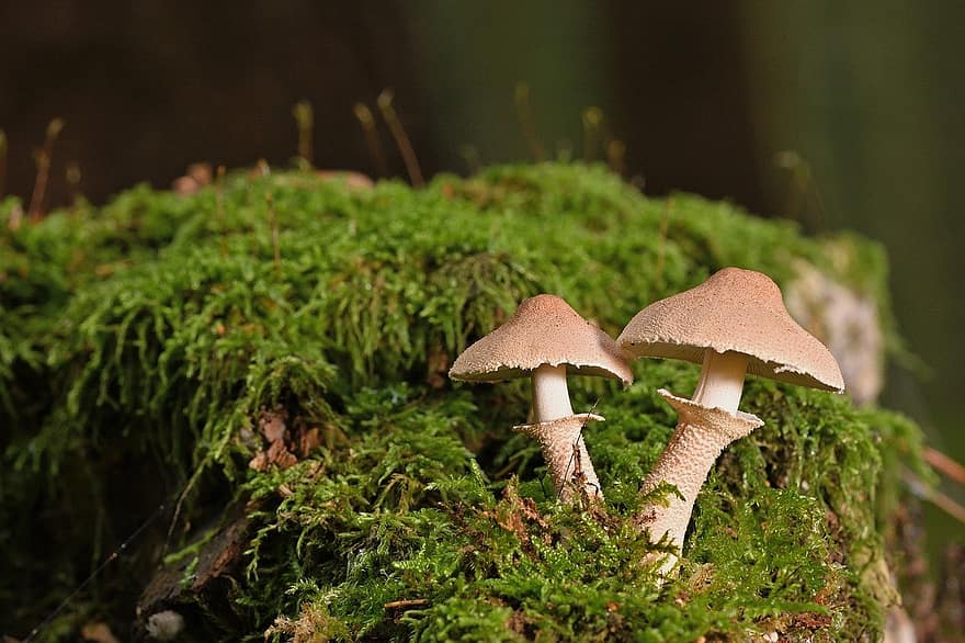 mushrooms, plants, toadstool