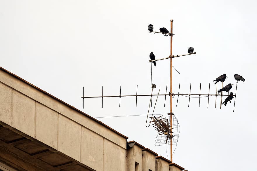 antenne, tv antenne, modtager, fugle
