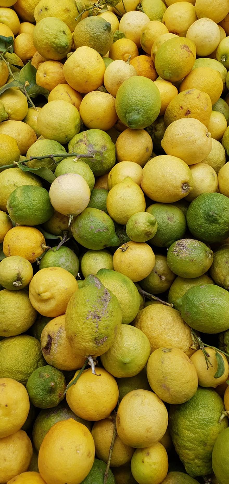 frukt, citrus-, citroner, skörda, vitamin, hälsosam, friskhet, citrusfrukt, mat, citron-, organisk