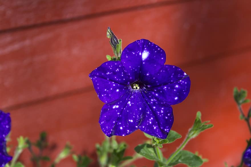 petunia, flor, flor Purpura, pétalos, pétalos morados, floración, flora, jardín, planta